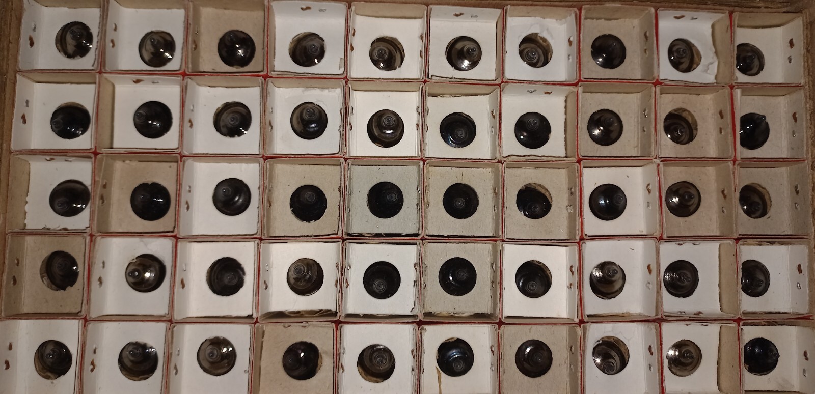 10 x REFLECTOR 6C4P-EV 6Ц4П-ЕВ 6Z4 Tubes